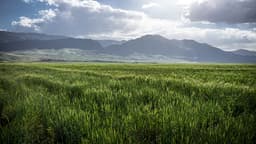Grass Field